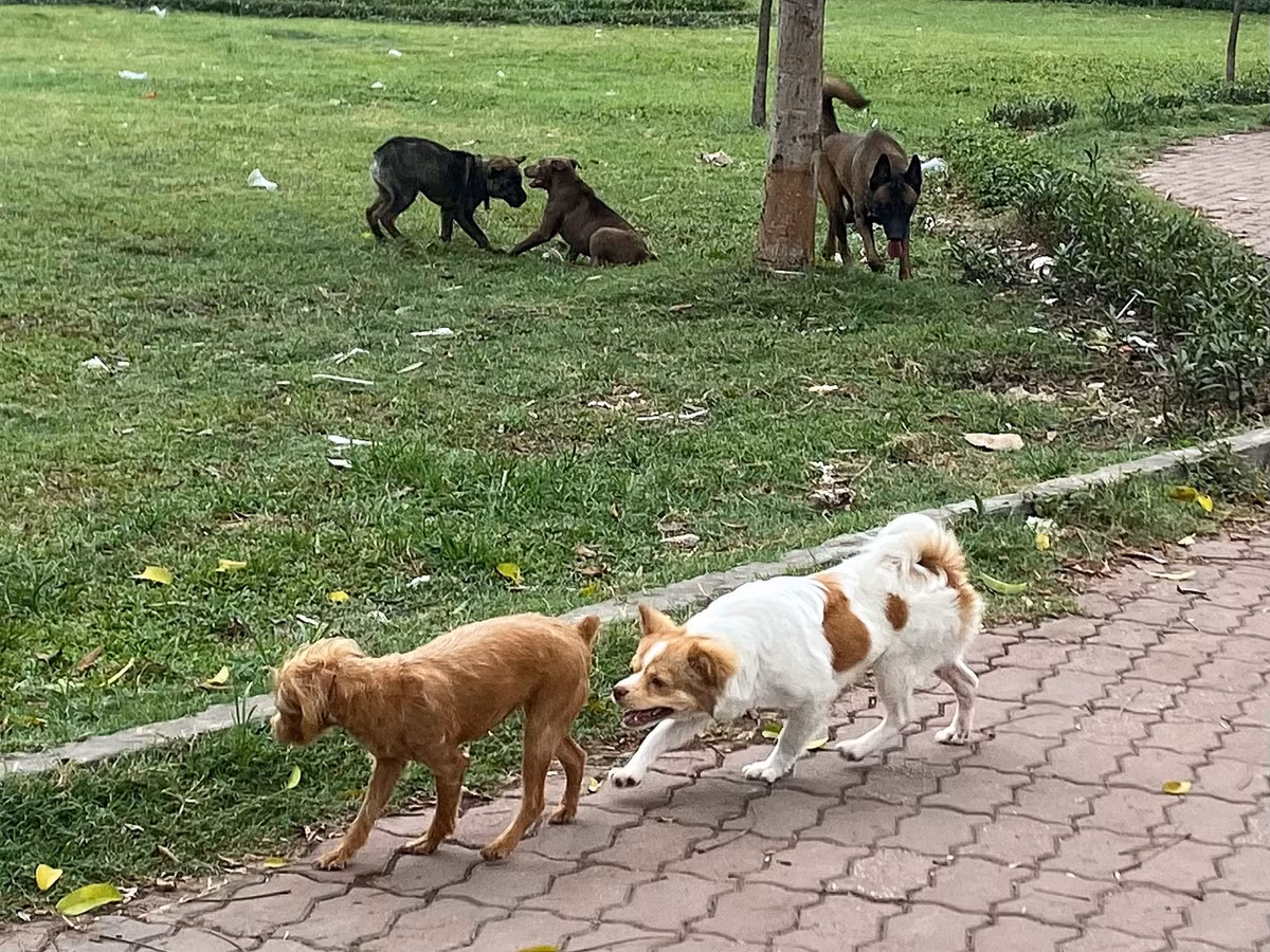 Chị Thương (người dân phường Hoàng Văn Thụ) chia sẻ: "Hồ Đền Lừ không chỉ là nơi dành cho người lớn mà các cháu nhỏ cũng rất thích ra hồ vui chơi mỗi khi đi học về. Nhưng tại hồ này, mỗi ngày có tới hàng chục con chó trông rất hung dữ và đều không được chủ nhân rọ mõm, có thể tấn công người bất cứ lúc nào. Lo lắng nhất là sự an toàn của con nhỏ không được đảm bảo. Tôi mong chính quyền ra quân thường xuyên và xử phạt nghiêm những hành vi trên để chúng tôi, đặc biệt các cháu nhỏ được an tâm, an toàn".