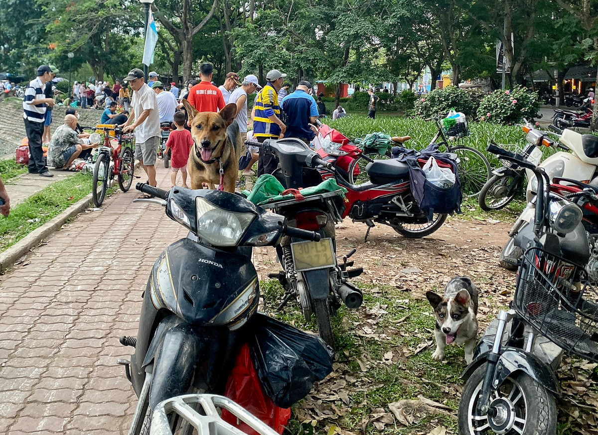Theo ghi nhận của PV, tại Hà Nội, không khó để bắt gặp hình ảnh những con chó đi lại tự do trên đường, nơi công cộng nhưng không rọ mõm, không dây xích, không người dắt...