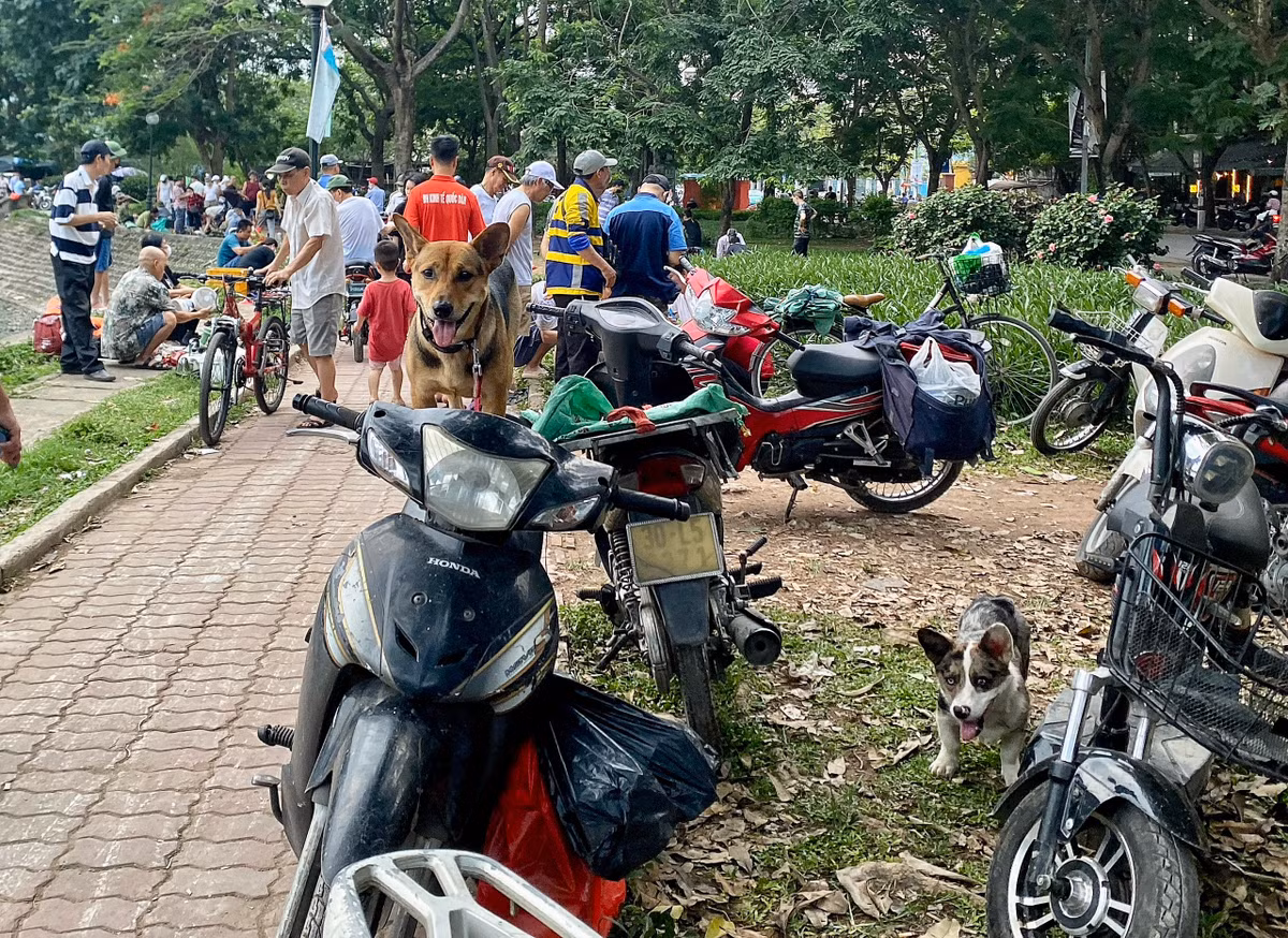 Theo ghi nhận của PV, tại Hà Nội, không khó để bắt gặp hình ảnh những con chó đi lại tự do trên đường, nơi công cộng nhưng không rọ mõm, không dây xích, không người dắt...