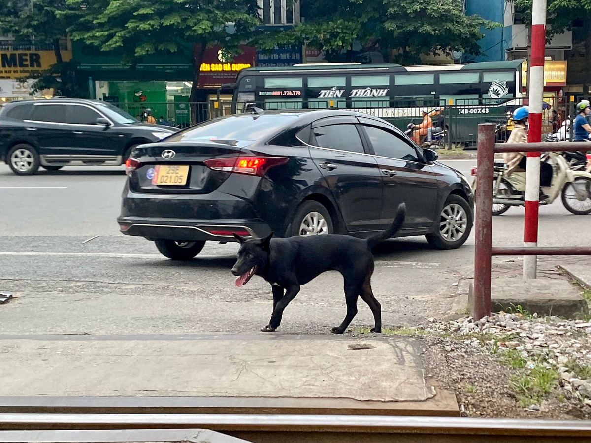 Khoản 3, Điều 2 Nghị định 04/2020/NĐ-CP quy định: Phạt tiền từ 1.000.000 đồng đến 2.000.000 đồng đối hành vi không đeo rọ mõm cho chó hoặc không xích giữ chó; không có người dắt khi đưa chó ra nơi công cộng. Tuy có quy định rất rõ ràng như vậy, nhưng dường như việc xử phạt chưa nghiêm khiến tình trạng chó thả rông không rọ mõm vẫn nhan nhản trên đường phố Hà Nội.