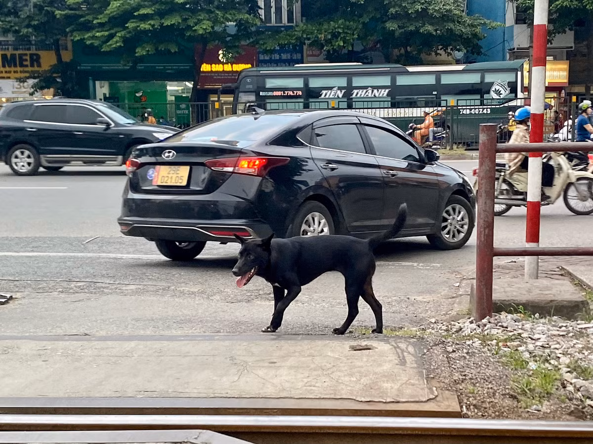 Khoản 3, Điều 2 Nghị định 04/2020/NĐ-CP quy định: Phạt tiền từ 1.000.000 đồng đến 2.000.000 đồng đối hành vi không đeo rọ mõm cho chó hoặc không xích giữ chó; không có người dắt khi đưa chó ra nơi công cộng. Tuy có quy định rất rõ ràng như vậy, nhưng dường như việc xử phạt chưa nghiêm khiến tình trạng chó thả rông không rọ mõm vẫn nhan nhản trên đường phố Hà Nội.