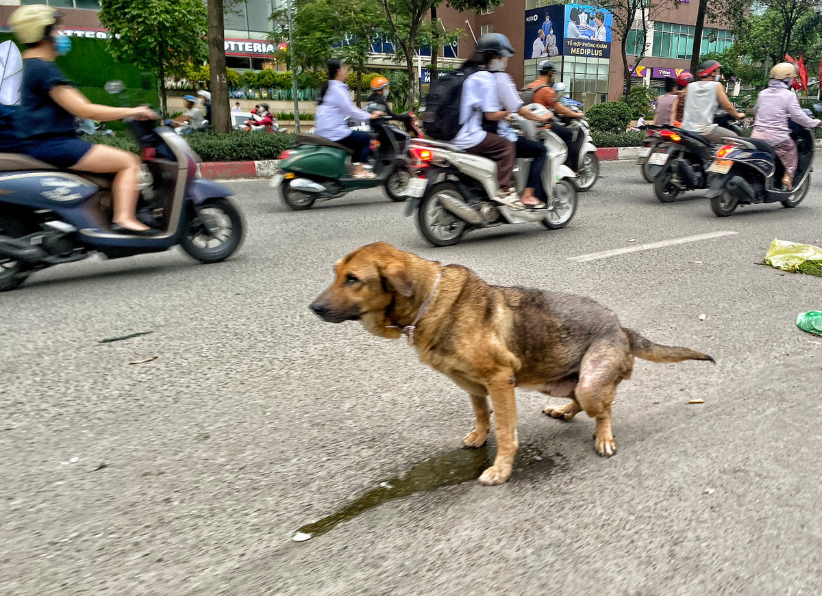 Không chỉ gây nguy cơ mất an toàn, những con chó thả rông còn gây ô nhiễm môi trường, mất vệ sinh công cộng. Tại đường Tân Mai (quận Hoàng Mai), một con chó không rọ mõm, không xích phóng uế ngay giữa đường.