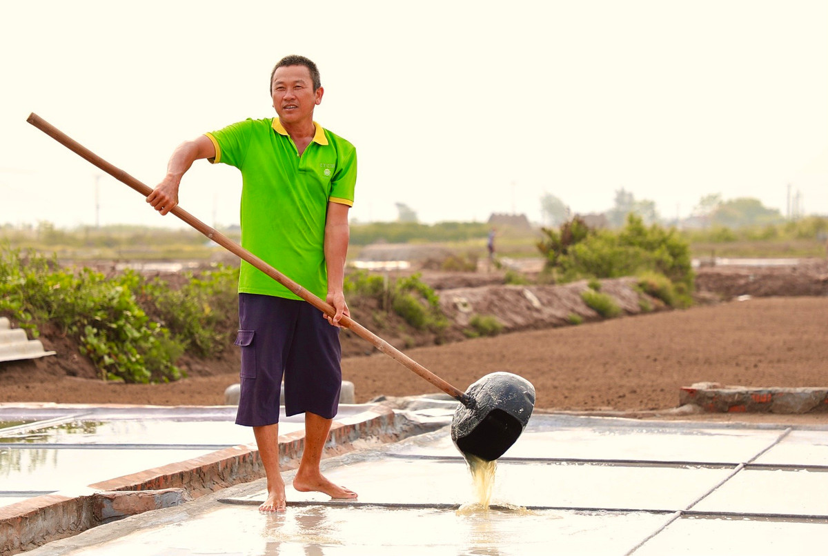 Tiếp đó là công đoạn phơi nước chạt trên sân phơi và thu hoạch muối. Theo ông Vũ Văn Nam, công đoạn đổ nước chạt cũng phải được tính toán kỹ càng. Lượng nước phải tùy thuộc vào mức độ nắng để điều chỉnh cho phù hợp. Nếu đổ quá nhiều, muối sẽ không khô và không thể thu hoạch. Nếu ít, muối sẽ bị khê hoặc không kết tinh được.