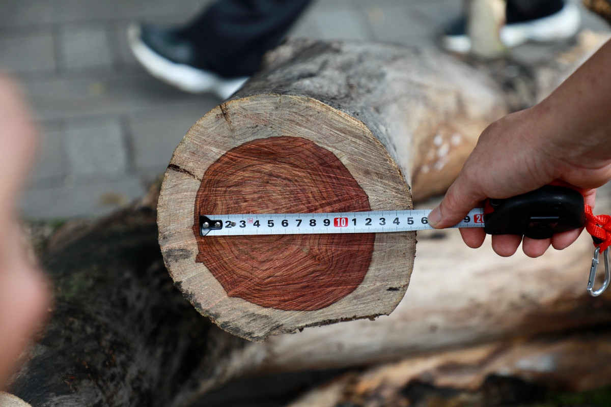 Chỉ một cành nhỏ, nhưng phần lõi gỗ rất dày.