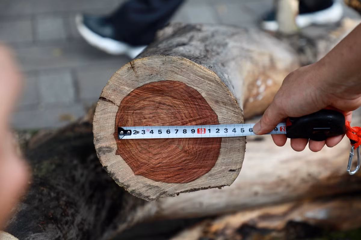 Chỉ một cành nhỏ, nhưng phần lõi gỗ rất dày.