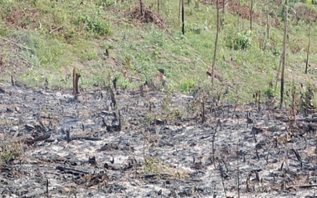 Quang Binh: Nguoi dan ong tu vong thuong tam khi di dot ray