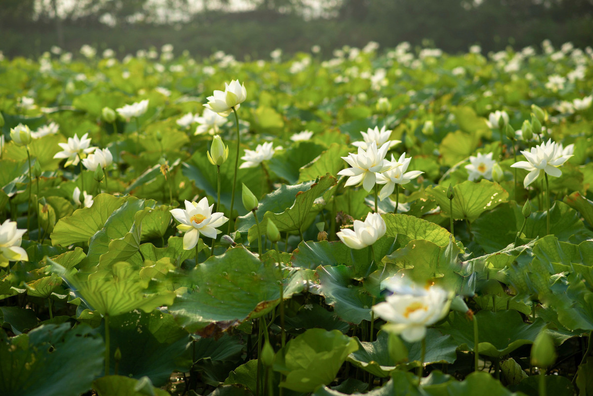 Bên cạnh hai loại sen đặc biệt thì sen trắng cũng được rất nhiều các chị em yêu thích. Đầm sen trắng ở xã Tam Hưng, huyện Thanh Oai là đầm sen rộng nhất Hà Nội với diện tích hơn 1.000 m2.