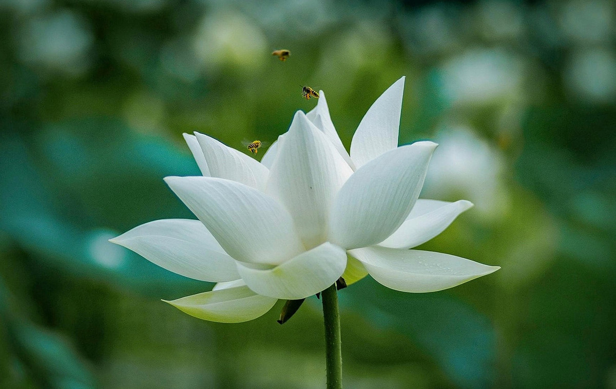 Sen trắng hay còn gọi là bạch liên, có nguồn gốc từ Ấn Độ. Hoa có màu trắng muốt, nhiều cánh, nhụy vàng. Khi bung nở rất to, mang vẻ đẹp thanh tao, tinh khiết cùng hương thơm dễ chịu. Chủ yếu trồng tại các tỉnh miền Nam và miền Trung.