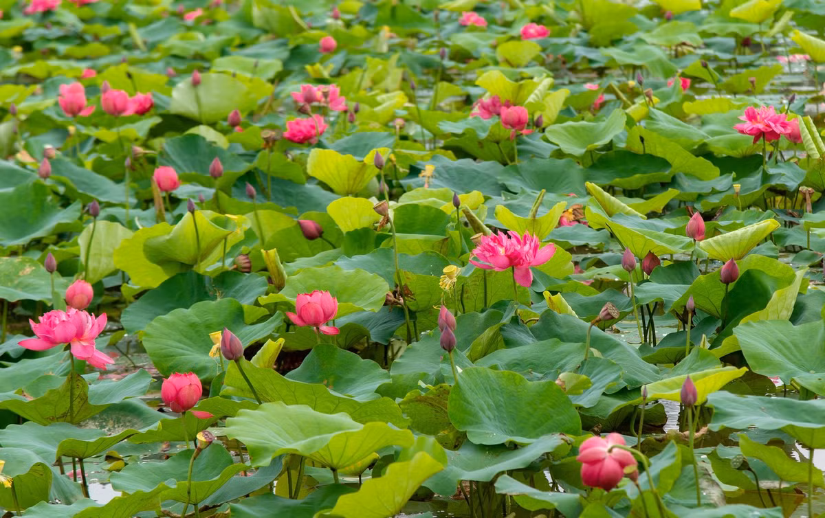 Ngắm sen đỏ huyết, sen vàng hiếm có tại Thanh Oai, Hà Nội - Hình 2 Ngam sen do huyet, sen vang hiem co tai Thanh Oai, Ha Noi-Hinh-2