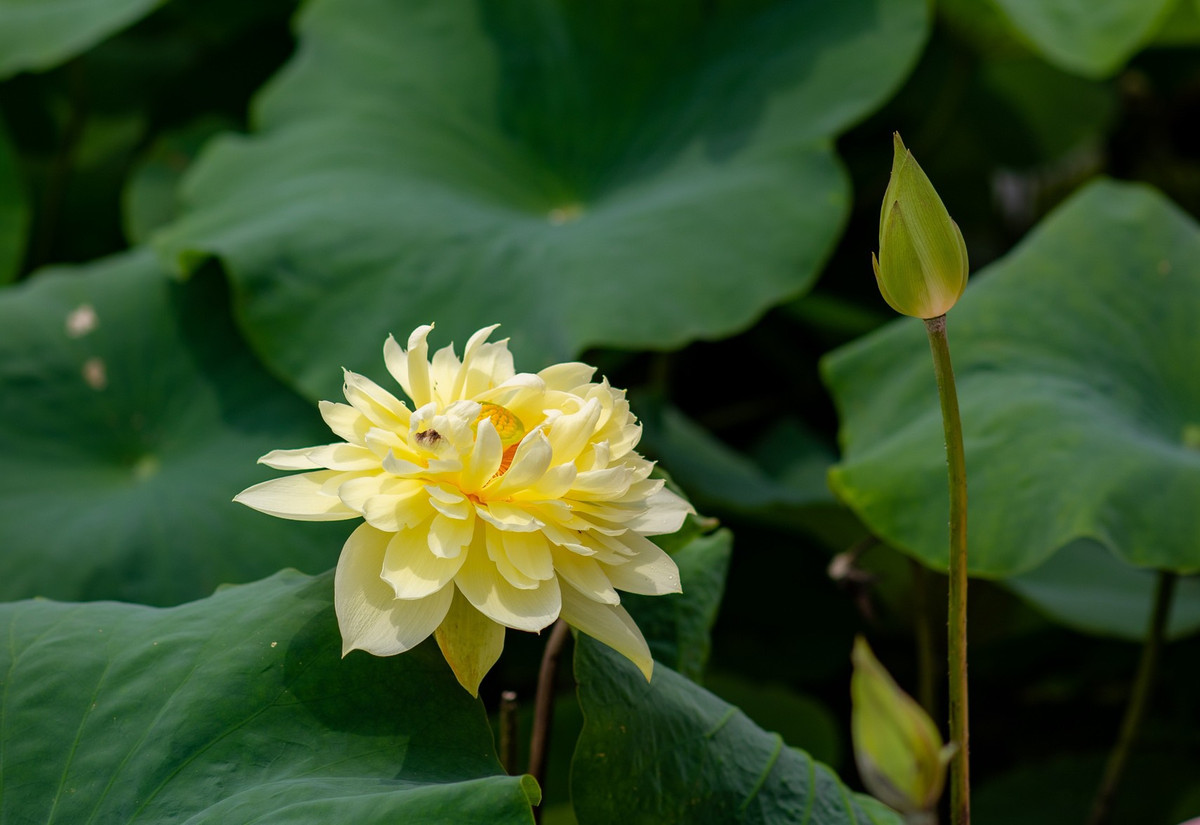 Tiếp theo là sen vàng. Loại hoa này có vào khoảng năm 2018 nhưng chỉ mới được trồng thử nghiệm ở một vài trung tâm giống cây trồng với diện tích rất nhỏ. Đến nay, tại huyện Thanh Oai đã trồng với quy mô lớn.