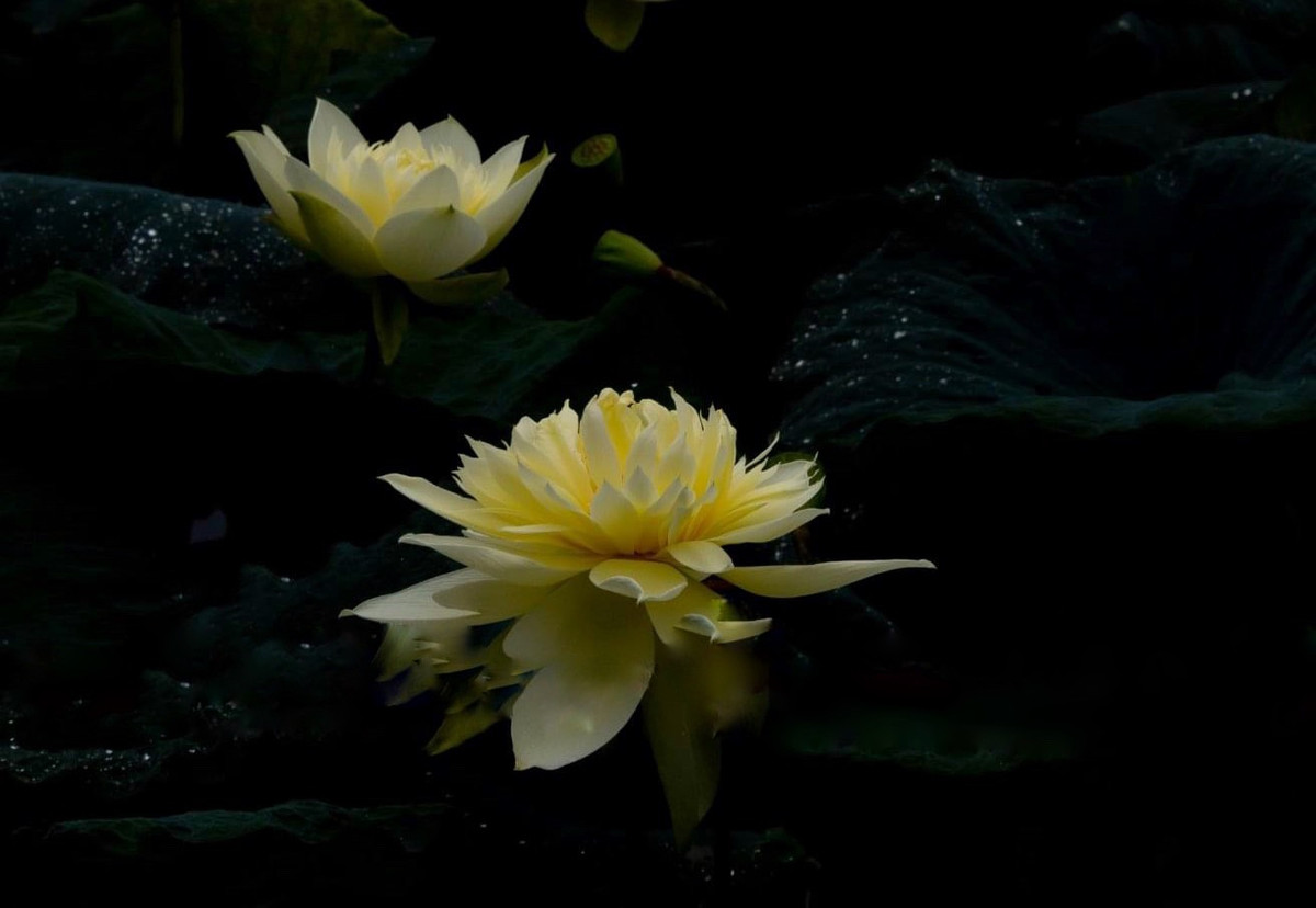 Sen vàng có nhiều cánh đan xen thành các lớp, bông hoa khi nở có sự chuyển màu với sắc trắng ở đuôi cánh và chuyển dần thành vàng đậm dần ở đầu cánh và nhụy. Hoa nở to hơn lòng bàn tay và xòe rộng dần ra khi sắp tàn vẫn giữ mùi thơm đặc trưng, dịu nhẹ hơn sen hồng. Sắc vàng nhạt tô điểm cho độ toả sáng của hoa ngay cả khi không có nắng.