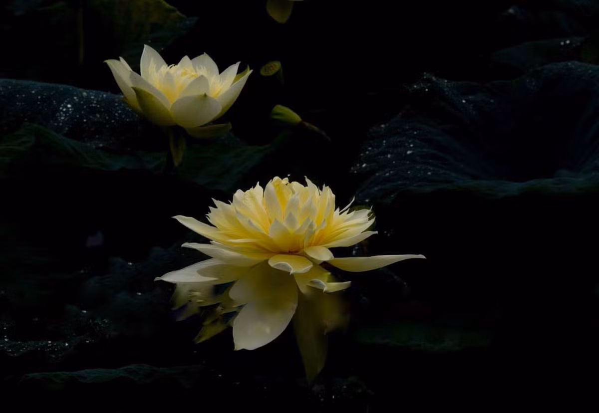 Sen vàng có nhiều cánh đan xen thành các lớp, bông hoa khi nở có sự chuyển màu với sắc trắng ở đuôi cánh và chuyển dần thành vàng đậm dần ở đầu cánh và nhụy. Hoa nở to hơn lòng bàn tay và xòe rộng dần ra khi sắp tàn vẫn giữ mùi thơm đặc trưng, dịu nhẹ hơn sen hồng. Sắc vàng nhạt tô điểm cho độ toả sáng của hoa ngay cả khi không có nắng.