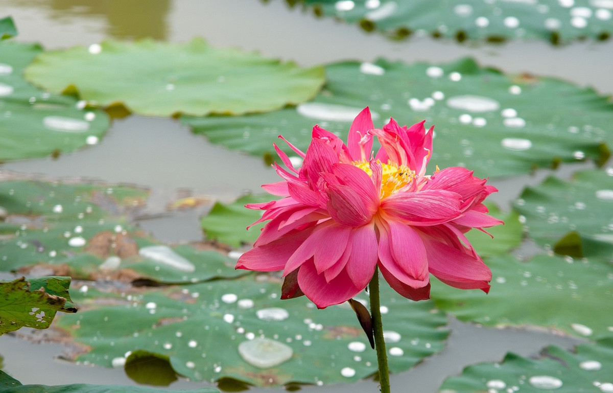 Sen có màu hồng thẫm, cánh kép dày, nhuỵ vàng. Cành sen không thẳng tắp mà có độ cong uốn lượn mềm mại.