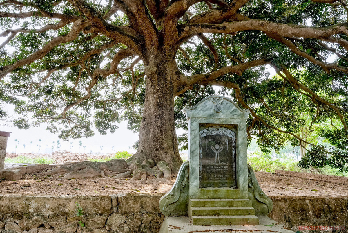  Cây trôi cổ thụ ở thôn Thụy Khuê nằm trong quần thể Khu Di tích lịch sử Chùa Thầy thuộc (xã Sài Sơn, huyện Quốc Oai) được các nhà nghiên cứu xác định có tuổi đời lên tới gần 800 năm.