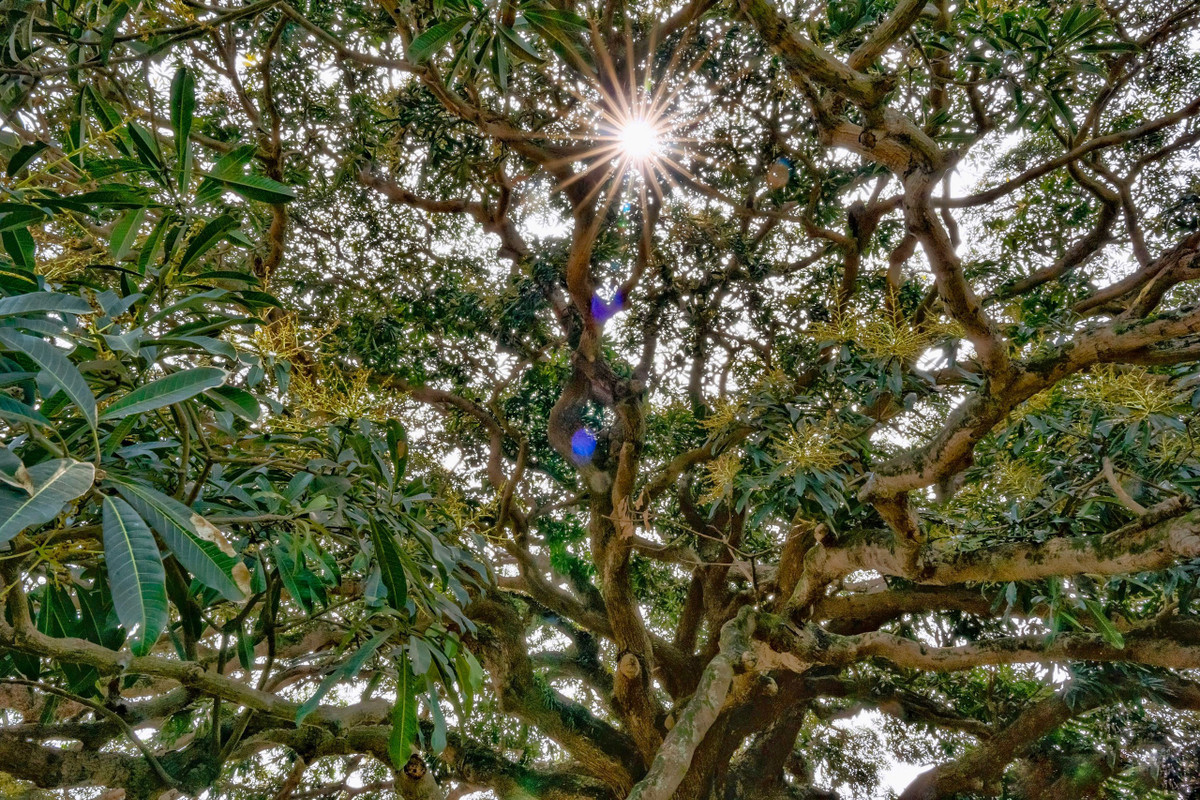 Theo GS.TSKH Đặng Huy Huỳnh (Phó Chủ tịch Hội Bảo vệ Thiên nhiên và Môi trường Việt Nam), cây trôi gần 800 tuổi mang nhiều ý nghĩa trong văn hóa, đời sống, là những nhân chứng lịch sử của đất nước, của dân tộc.