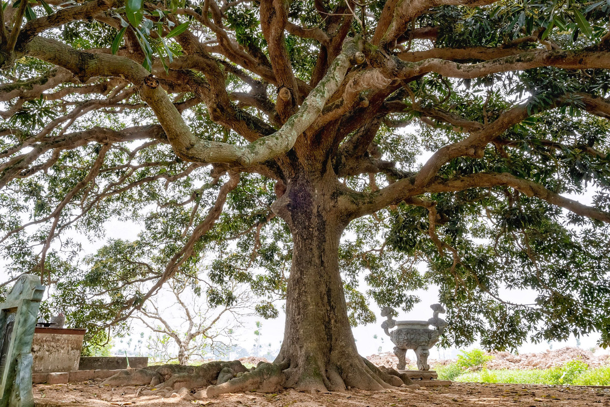 Cây có đường kính 1,44m, chu vi thân 4,46m.