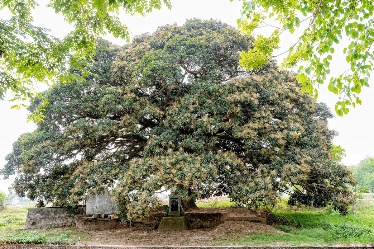 Cây trôi cổ thụ có tán rộng gần 1.000 m2, chiều cao 20m, nhìn từ xa như một chiếc ô khổng lồ.