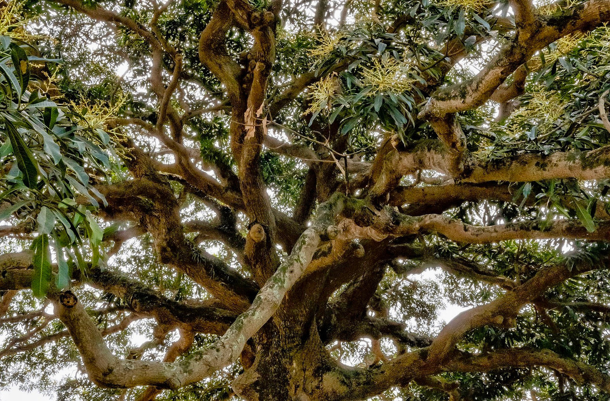 “Bên cạnh những giá trị lịch sử, văn hoá, cây trôi cổ thụ còn góp phần lớn trong bảo vệ môi trường sinh thái, cải thiện cảnh quan và ứng phó với biến đổi khí hậu”, GS.TSKH Đặng Huy Huỳnh cho biết.