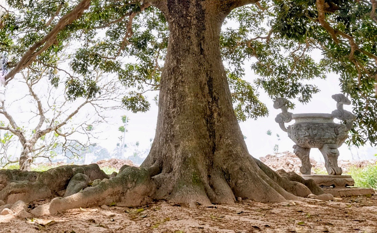 Từ xa xưa, người dân thôn Thụy Khuê đã coi những cây cổ thụ này là một thần nông chiếu lộc, che chở cho cuộc sống của dân làng. Cây còn là minh chứng lịch sử trong hai cuộc kháng chiến chống Pháp và chống Mỹ của dân tộc. Trong kháng chiến chống Pháp, dưới bóng cây trôi là nơi tập kết lương thực, thực phẩm để cho dân công hỏa tuyến chuyển đến các vùng chiến khu kháng chiến.
