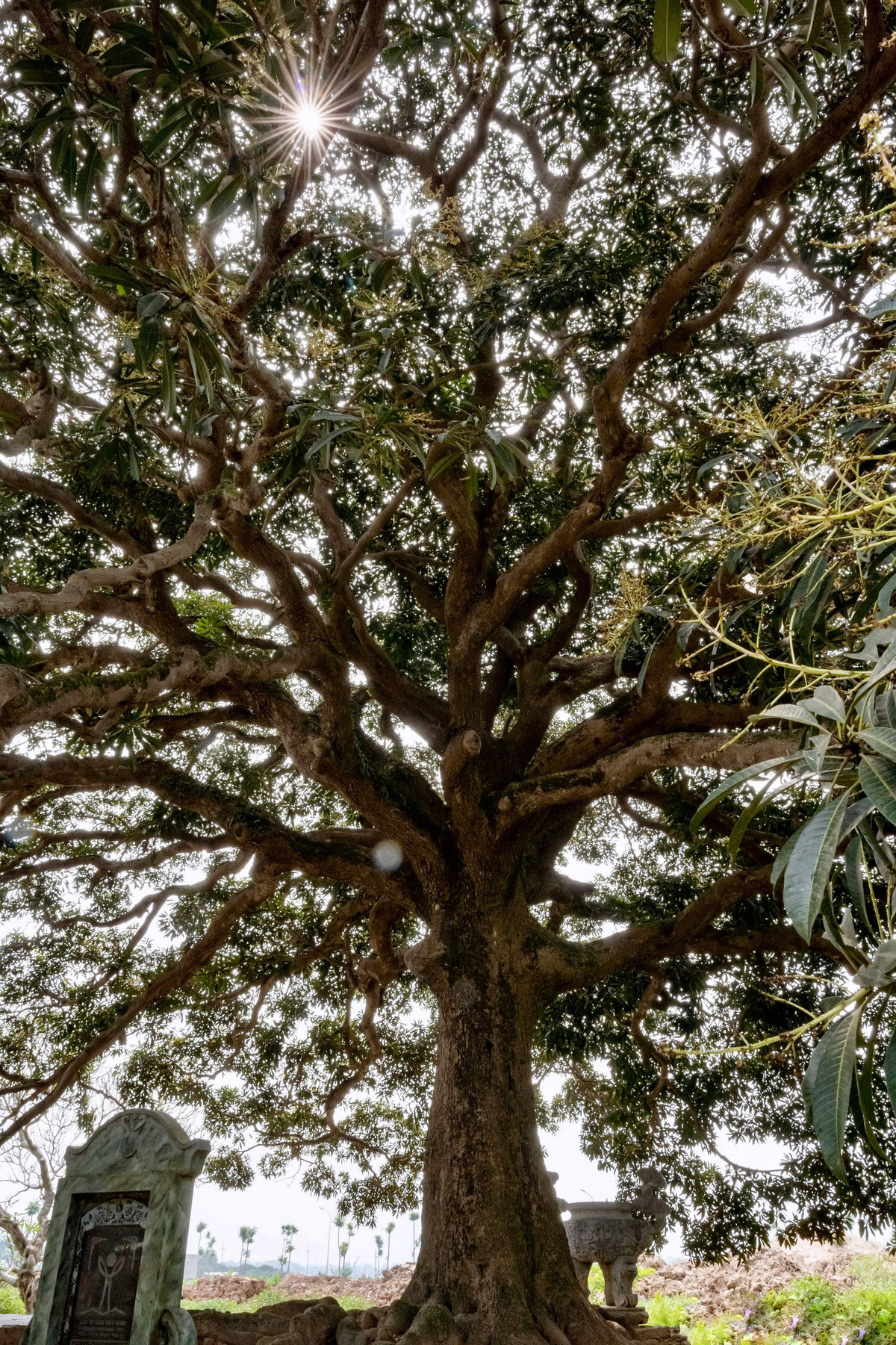 Theo ông Đặng Huy Huỳnh, bảo tồn được cây cổ thụ có tuổi đời lên tới gần nghìn năm là vô cùng quý giá. Việc bảo vệ, chăm sóc tốt cho những cây cổ thụ còn là để tri ân những bậc tiền nhân từ ngàn năm trước.