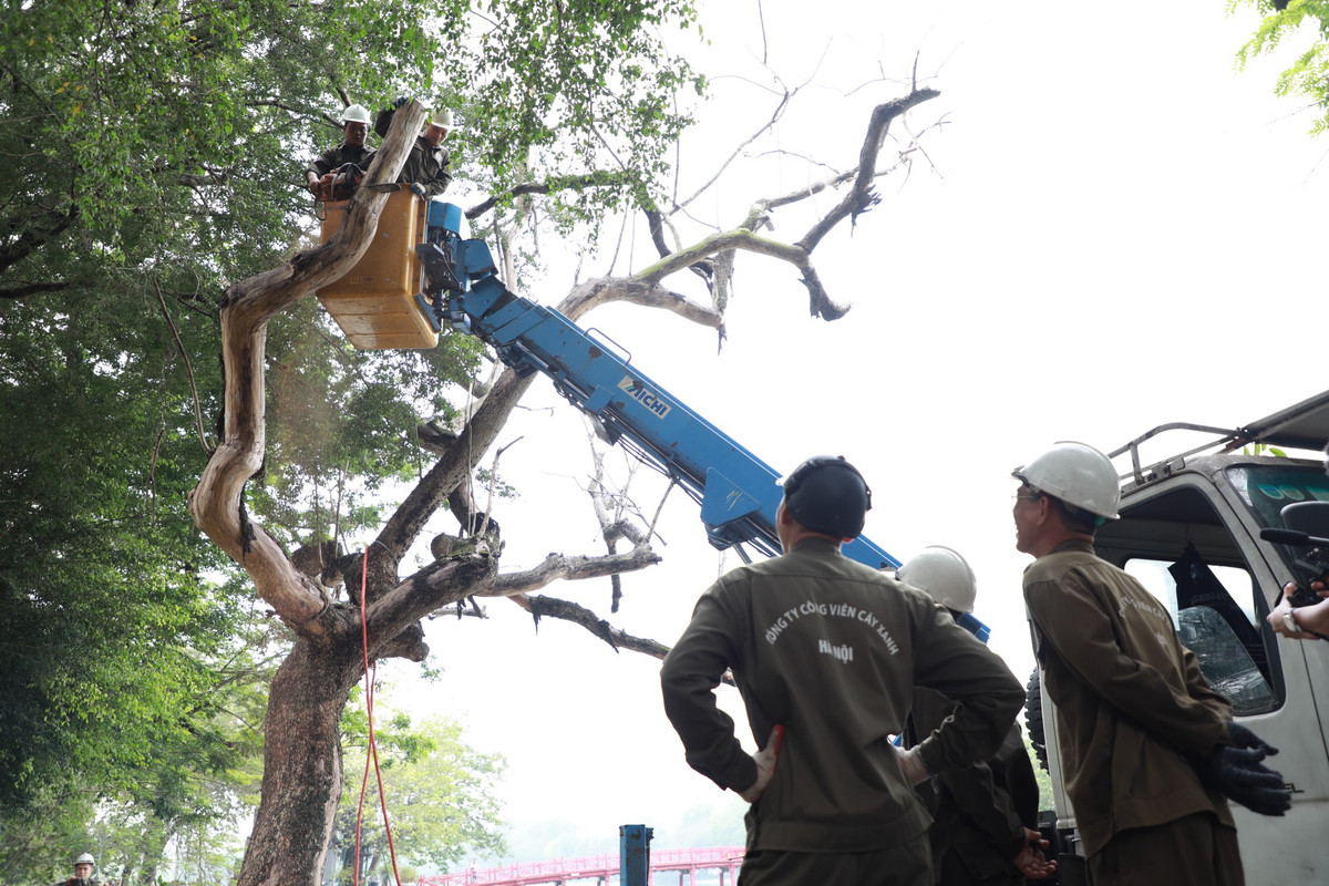 Công tác chặt hạ, thay thế ba cây sưa chết khô tại hồ Hoàn Kiếm tiếp tục diễn ra trong 2 ngày 24 và 25/5.
