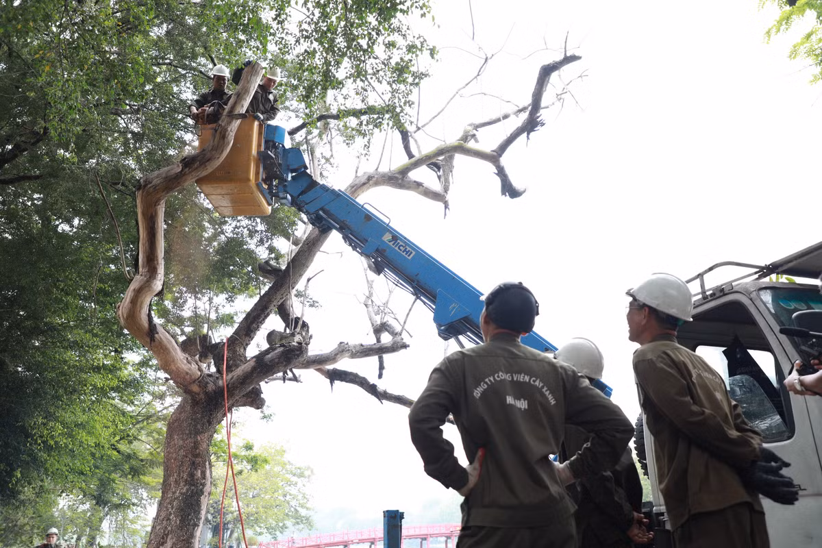 Công tác chặt hạ, thay thế ba cây sưa chết khô tại hồ Hoàn Kiếm tiếp tục diễn ra trong 2 ngày 24 và 25/5.