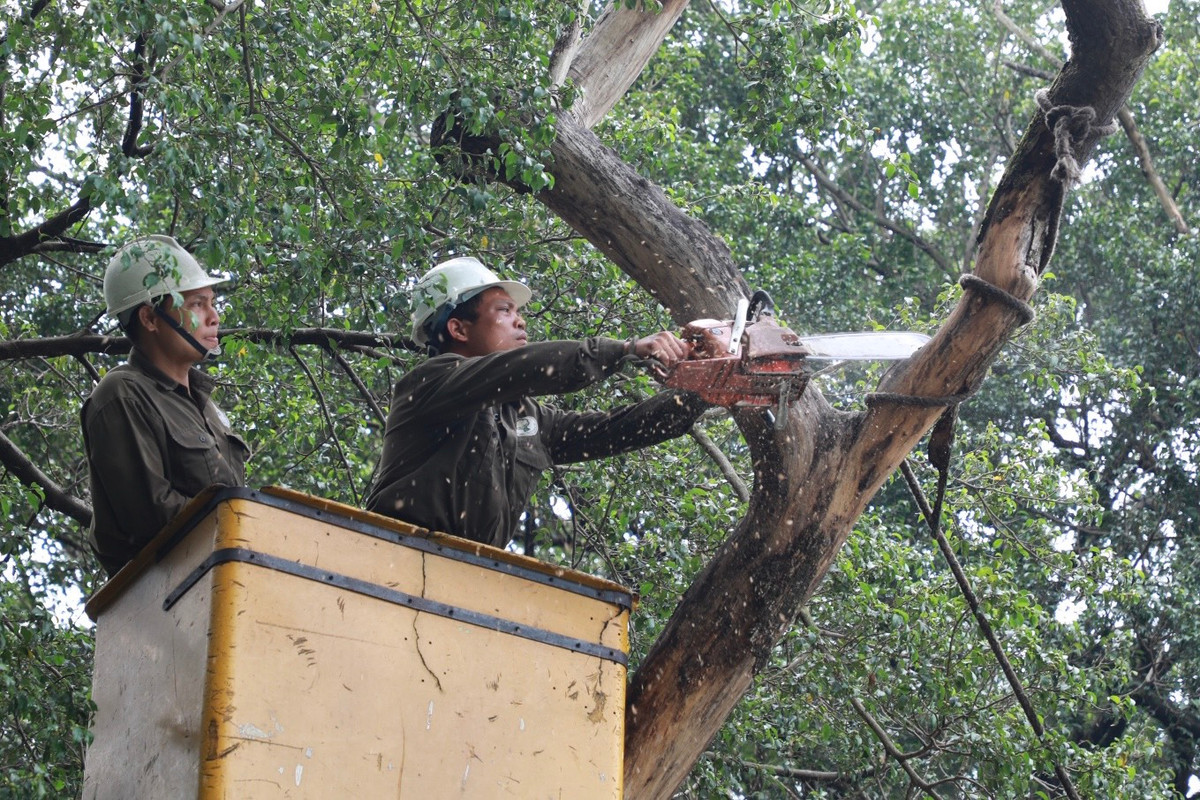 Công nhân dùng xe thang để chặt hạ từng phần.