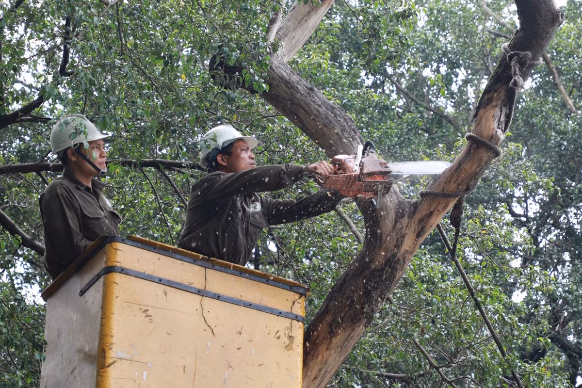Công nhân dùng xe thang để chặt hạ từng phần.