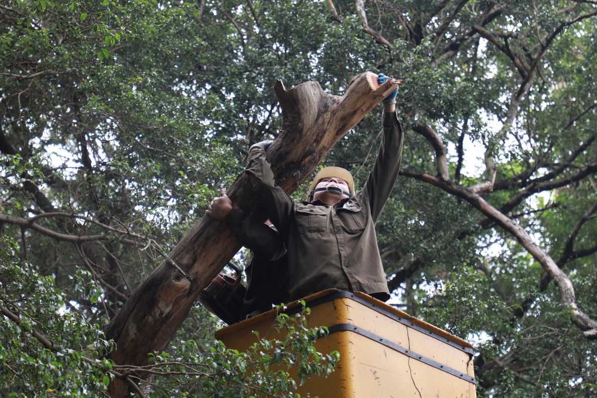 Để đảm bảo an toàn, những cành bị chặt sẽ được cố định bằng dây thừng và hạ xuống từ từ.
