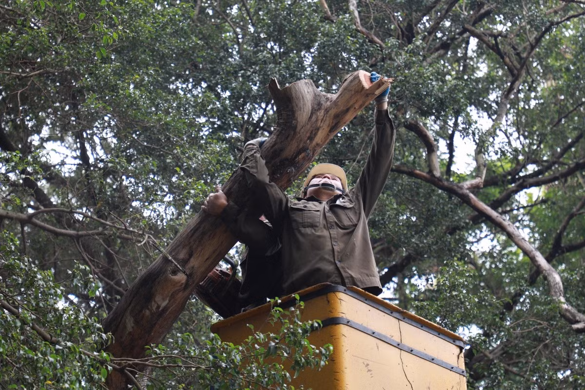 Để đảm bảo an toàn, những cành bị chặt sẽ được cố định bằng dây thừng và hạ xuống từ từ.