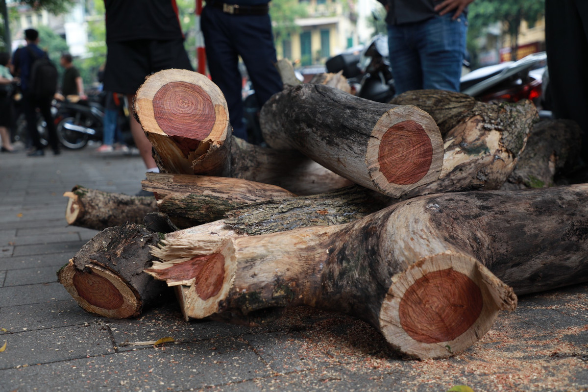 Dù ở phần cành, nhưng phần lõi rất dày, màu đỏ, vân gỗ đẹp; phần dác có màu vàng nhạt, mỏng. Càng cưa về phần thân cây, phần lõi càng dày.