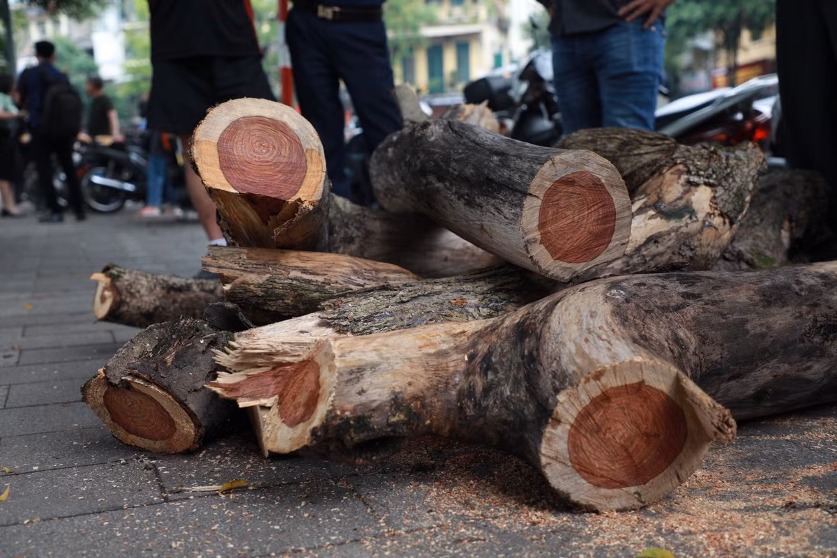 Dù ở phần cành, nhưng phần lõi rất dày, màu đỏ, vân gỗ đẹp; phần dác có màu vàng nhạt, mỏng. Càng cưa về phần thân cây, phần lõi càng dày.