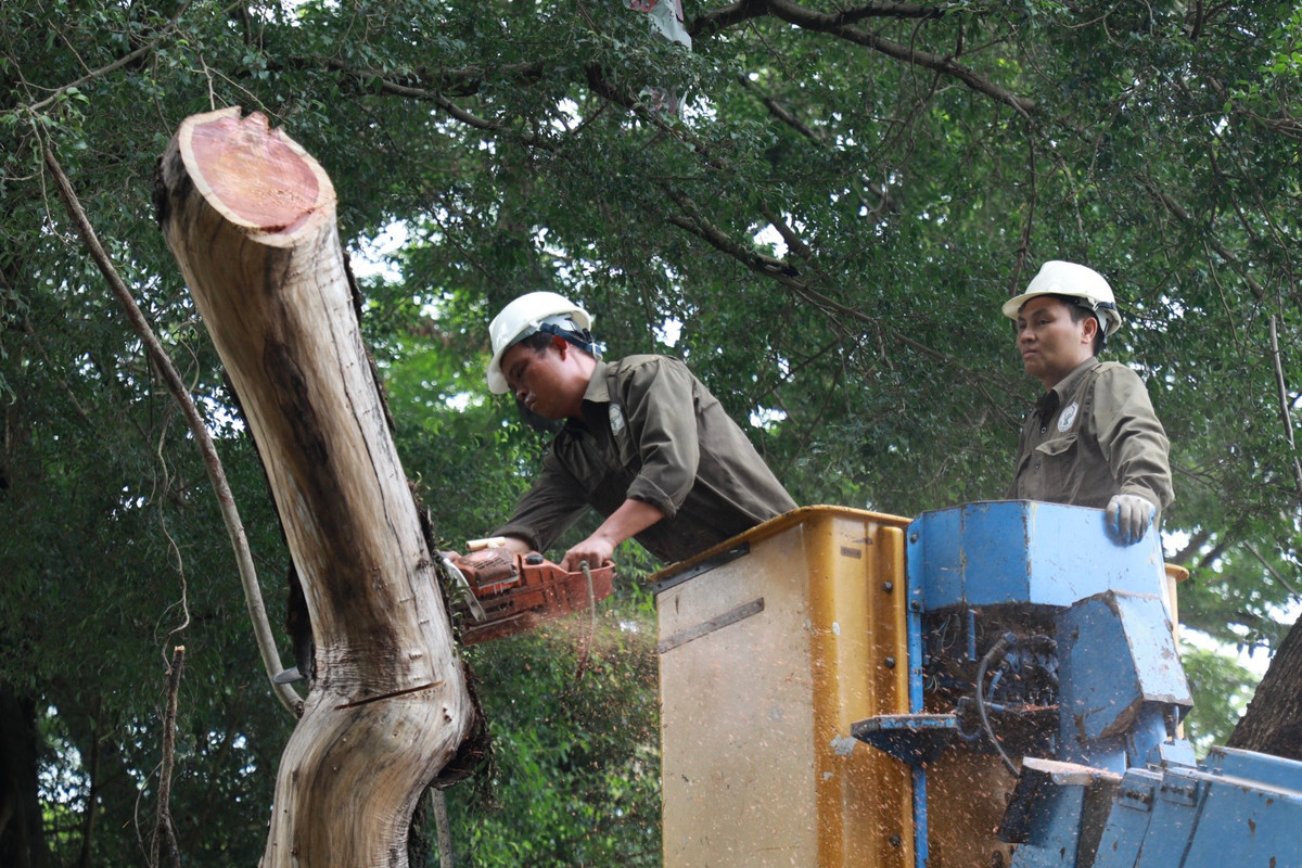 Mặc dù cây đã chết khô nhưng do địa hình hẹp, công tác chặt hạ cây vẫn mất nhiều thời gian.