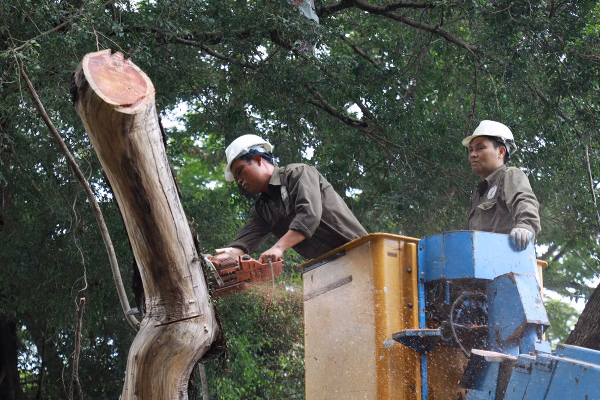 Mặc dù cây đã chết khô nhưng do địa hình hẹp, công tác chặt hạ cây vẫn mất nhiều thời gian.