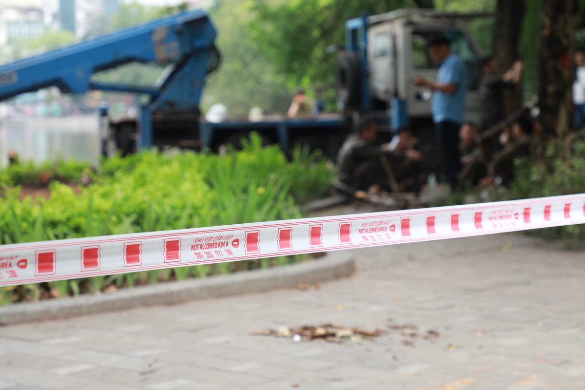 Can canh chat ha 3 cay sua do quy hiem o Ho Guom-Hinh-2