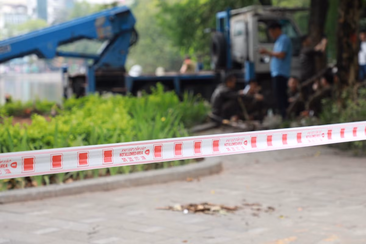 Hiện trường chặt cây được căng dây để đảm bảo an toàn.