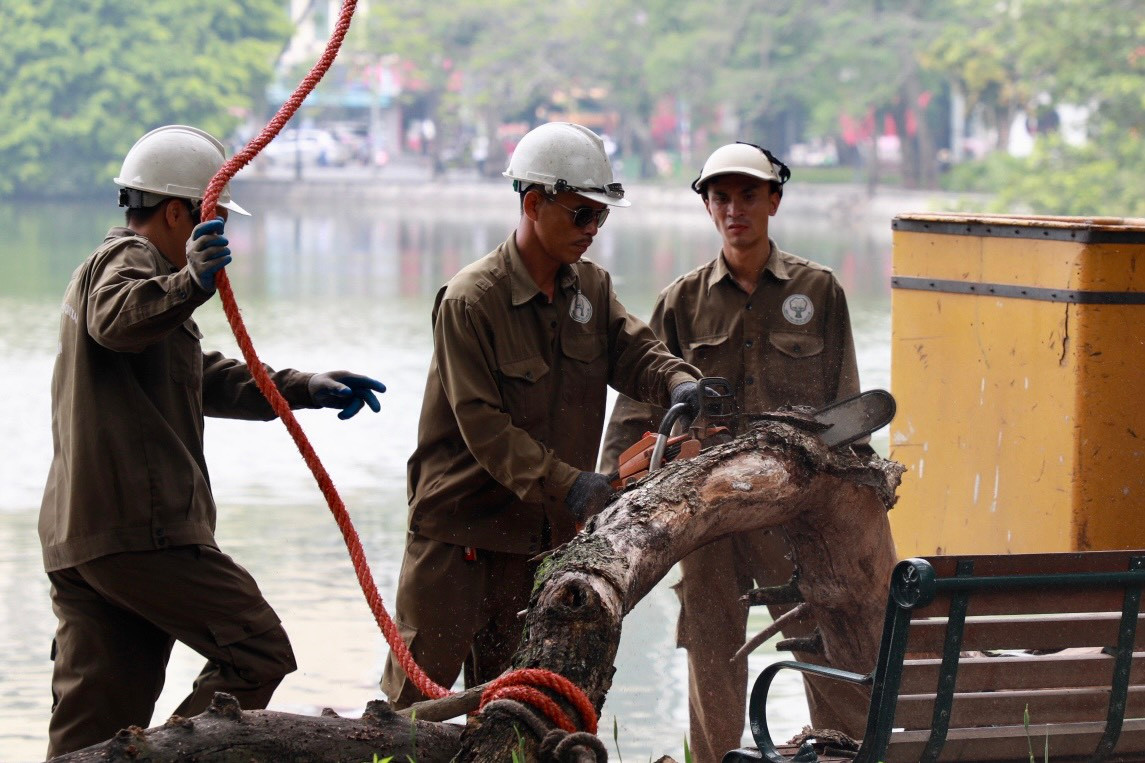 Theo Ban quản lý hồ Hoàn Kiếm, toàn bộ số gỗ sưa thu được sẽ được đưa về kho, chờ làm thủ tục thanh lý theo quy định.