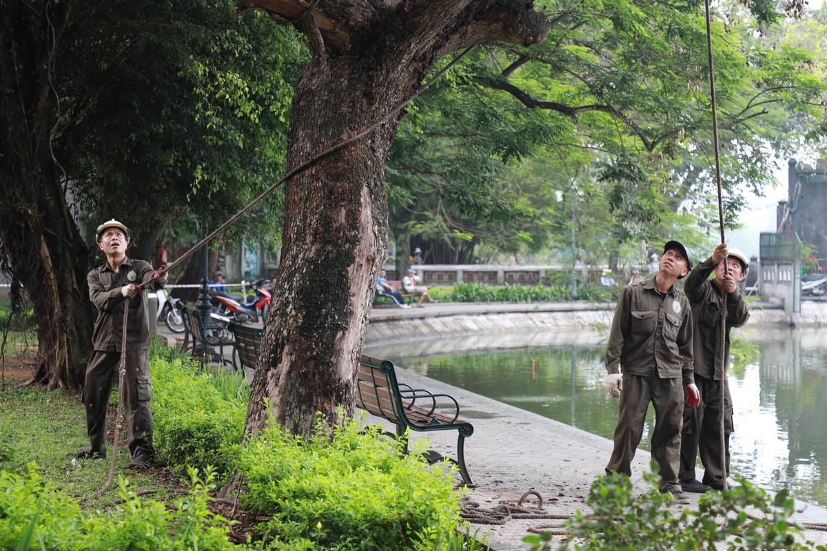 Công nhân bắt đầu việc chặt hạ.