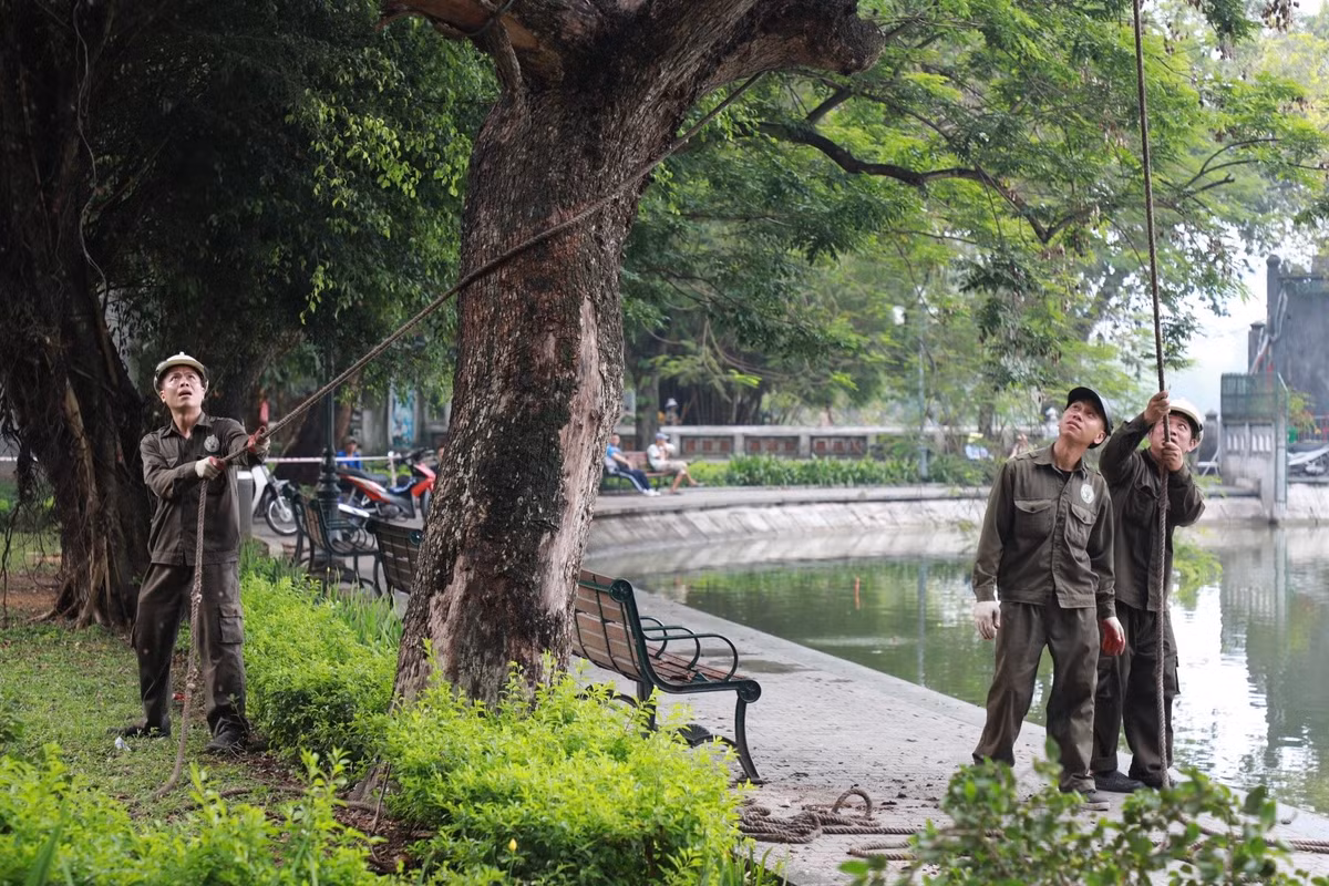 Công nhân bắt đầu việc chặt hạ.