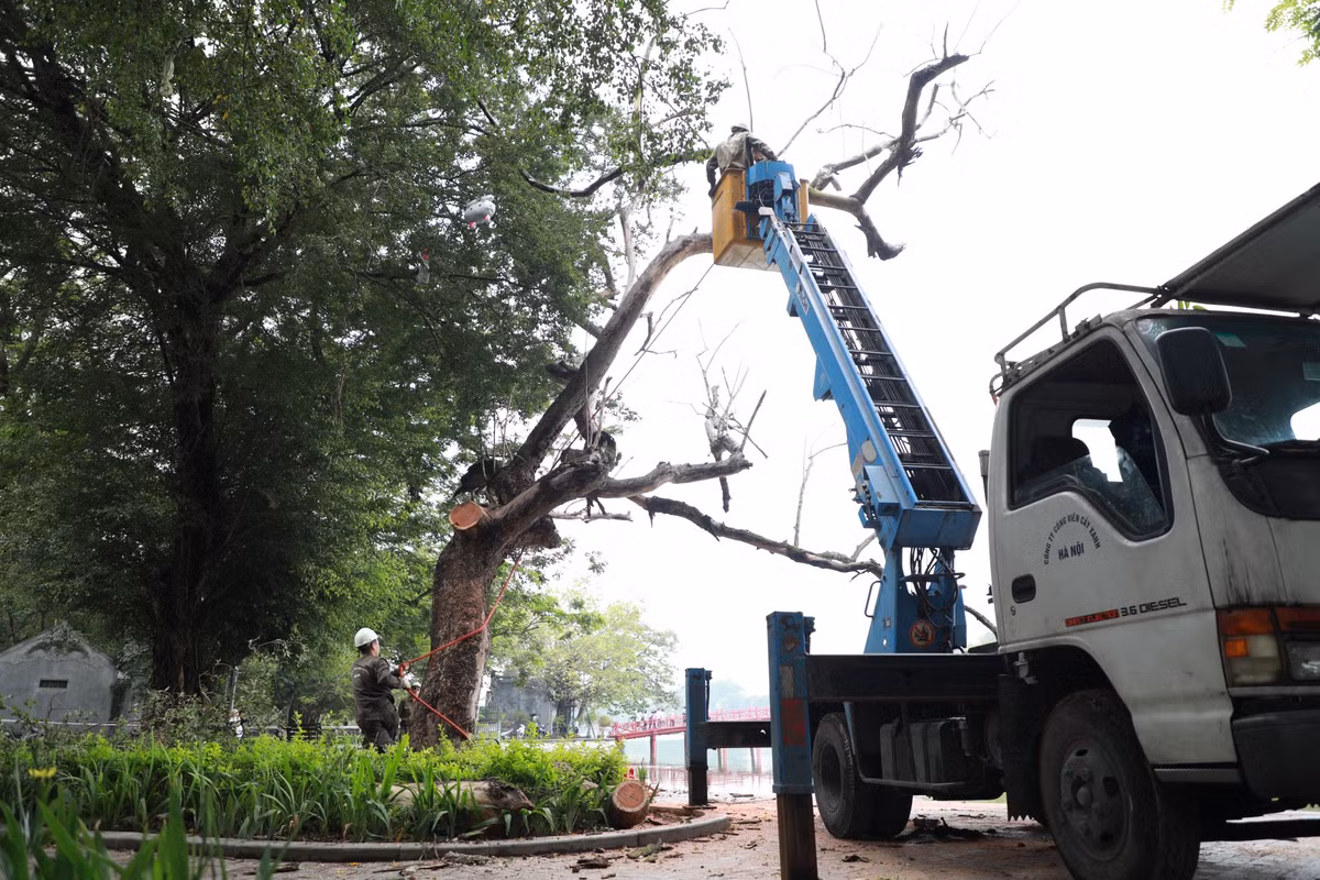 Trong ngày 24/5, lực lượng chức năng chặt hạ cây sưa ở đối diện ngã 3 Lò Sũ - Đinh Tiên Hoàng (ô số 94), hai cây còn lại sẽ được chặt hạ vào ngày 25/5.