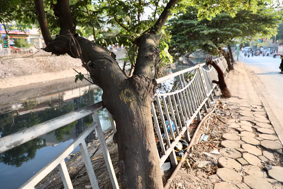 Theo ghi nhận, nguyên nhân chính là do cây xanh được trồng cạnh đó phát triển bị nghiêng, tác động vào lan can.