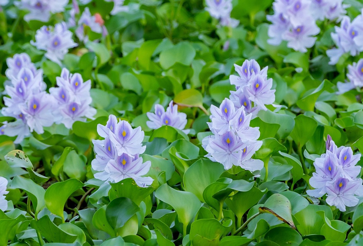 Hoa nở thành từng chùm, mang màu tím nhạt. Cánh hoa cao nhất khác biệt so với những cánh hoa còn lại trên cùng một bông.
