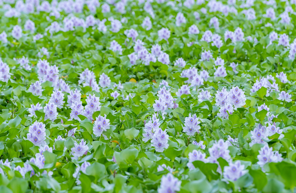 Hoa lục bình mang vẻ đẹp bình dị, mong manh, nhưng lại rất mau tàn. Từ lúc nở bung cho đến khi những cánh hoa rũ xuống vẻn vẹn chỉ trong một ngày. Từ đài hoa lại mọc lên bông hoa mới. Chính vì thế đám lục bình nở hoa liên tục, màu tím cứ miên man suốt cả mùa hè.