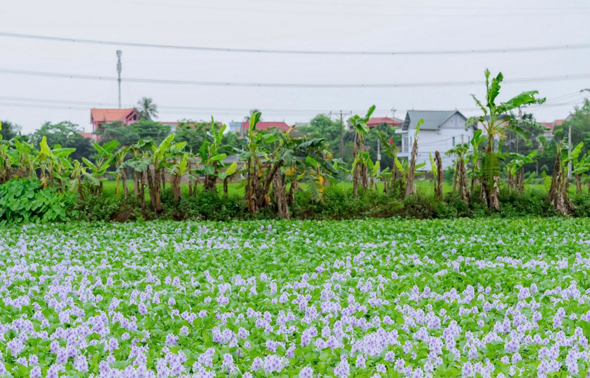 Lục bình trôi dạt theo từng con nước, từ sông chảy vào ao, hồ, sau đó tập trung lại thành một đám cùng nhau khoe sắc thắm.