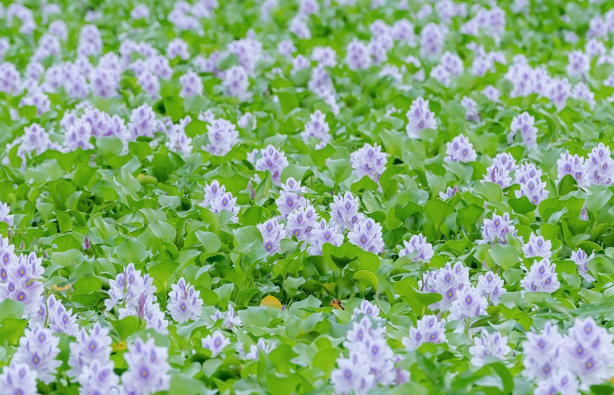 Lục bình còn được gọi là bèo Nhật Bản hay bèo tây, mọc cao khoảng 30 cm với dạng lá hình tròn, màu xanh lục, láng và nhẵn mặt.