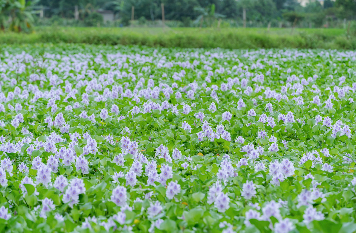 Cứ 6-8 bông hoa cùng nở bung trên một đài hoa. Cả ngàn, vạn bông hoa đua nhau nở khiến khung trời tím biếc màu hoa lục bình.