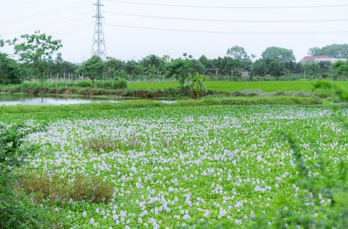 Vào đầu hè, khi cái nắng thật gắt cũng là lúc những bông lục bình bắt đầu bung nở, vẻ đẹp riêng nổi bật trong khung cảnh mây trời nước mênh mông.