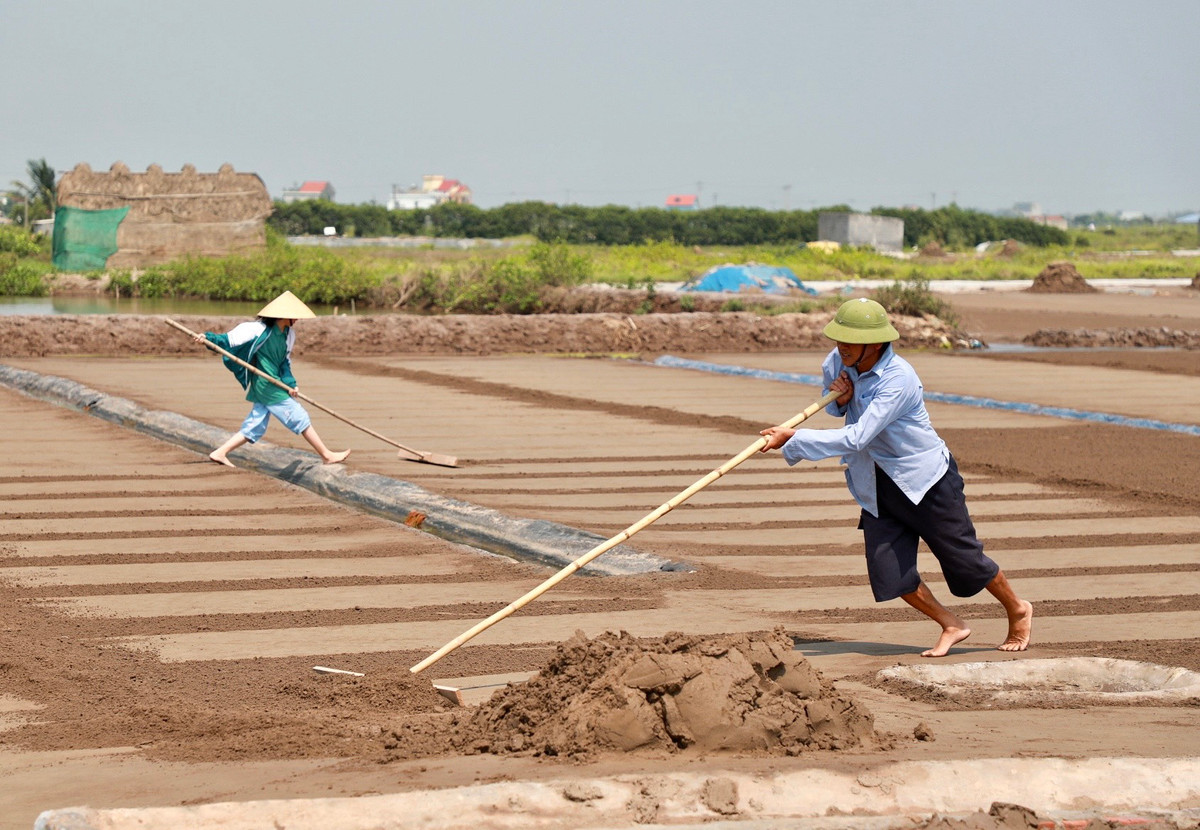 Sau khi cát được phơi khô bề mặt, từng hạt cát sẽ kết tinh thành những hạt muối trắng nhỏ li ti. Lúc này sẽ thu cát thành từng luống rồi xúc lên xe cút kít đổ vào chạt để lọc lấy nước mặn.