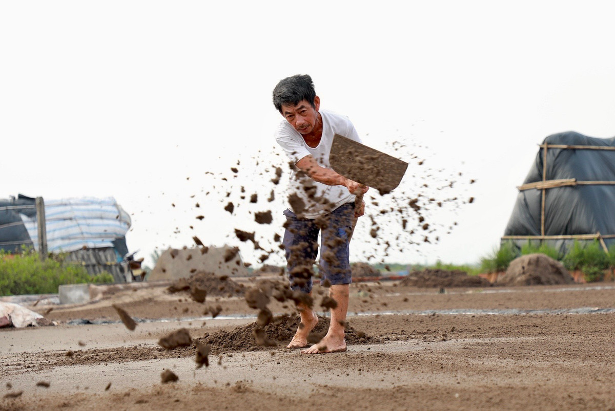 Thâm niên hơn 50 năm gắn bó với nghề, ông Lương Cao Sơn (71 tuổi, xã Bạch Long) cho biết, để làm ra hạt muối, những diêm dân phải một nắng hai sương, làm việc hết sức vất vả. Không phơi trực tiếp nước biển như ở miền Trung hay miền Nam mà phải thêm công đoạn phơi cát và lọc cát để tăng nồng độ mặn. 