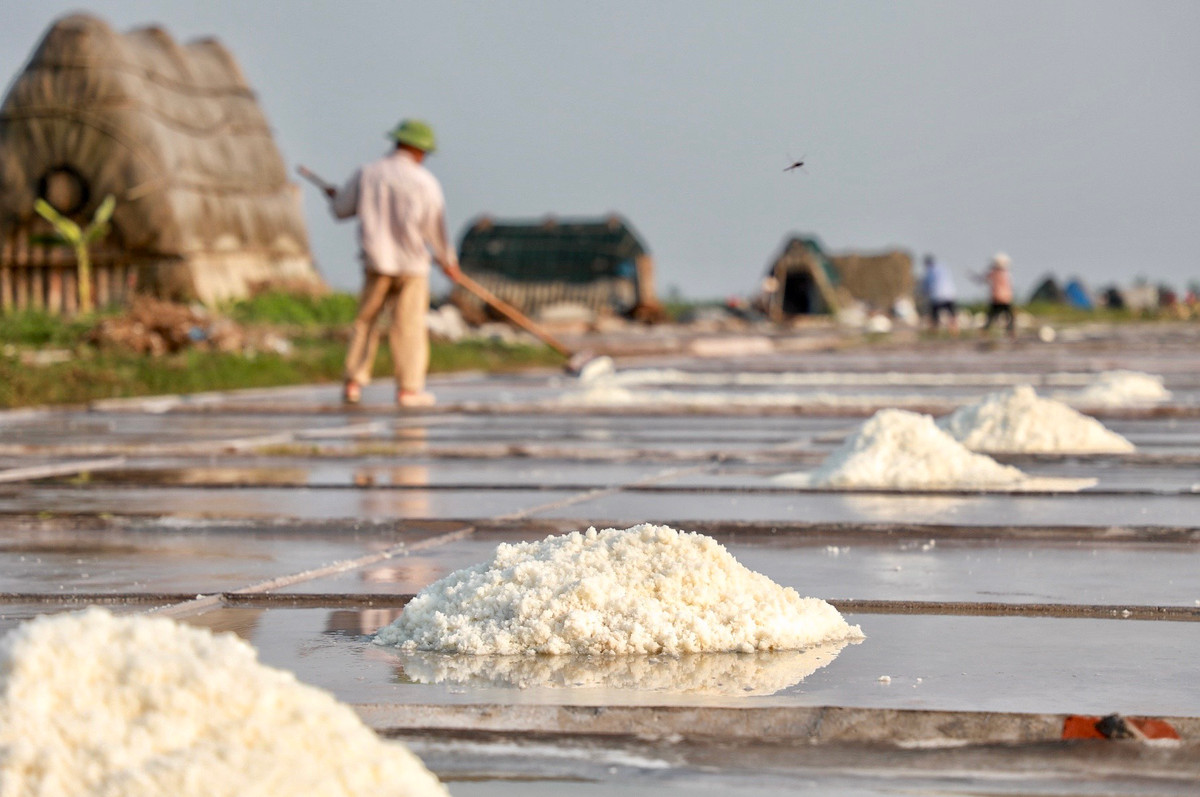 Truyền thống làm muối tại xã Bạch Long (huyện Giao Thủy, tỉnh Nam Định) đã có từ hàng trăm năm nay. Nơi đây là một trong các xã sở hữu cánh đồng muối lớn nhất miền Bắc với diện tích lên đến 230 ha.